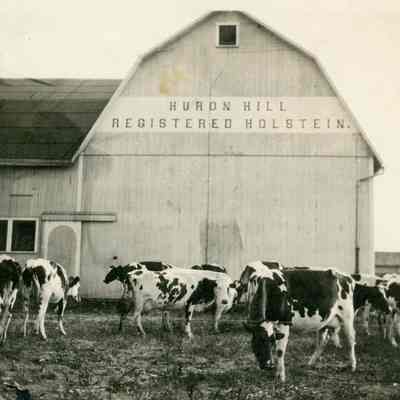 J.C. Stellwagen's Farm Holstein cattle Barn