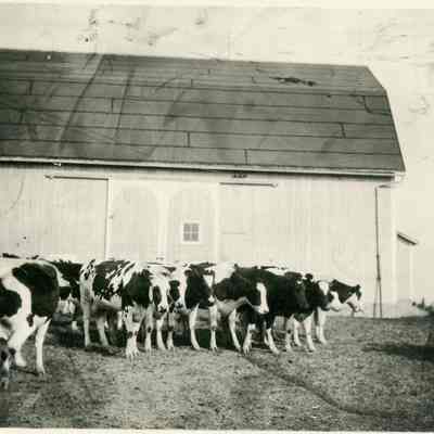 Farming - Huron Hill. Holstein cattle Barn