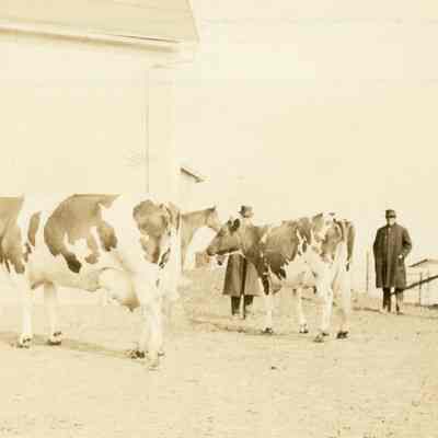 Huron Hill. Holstein cattle
