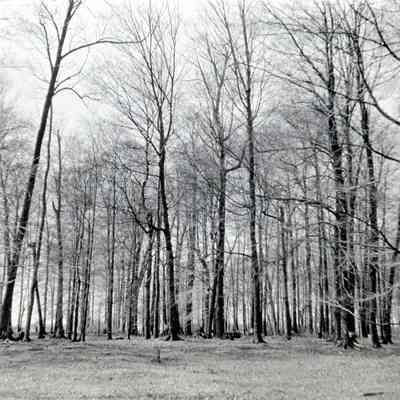 Ammon Warner Sugar Bush