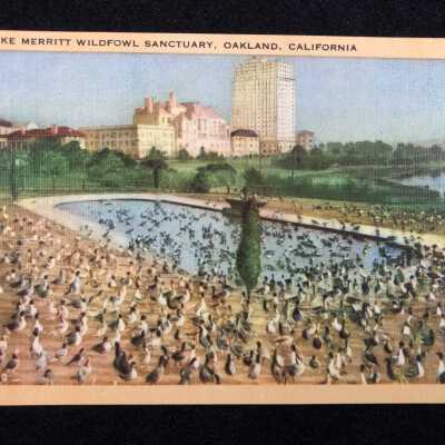 Lake Merritt Wildfowl Sanctuary, Oakland, CA