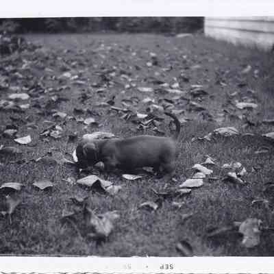 Photograph of Dog