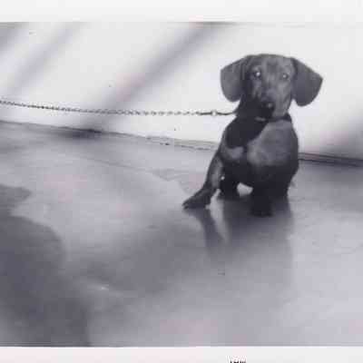 Photograph of Dog