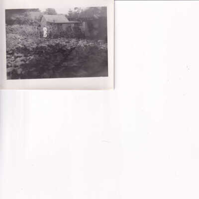 Photograph of Garden