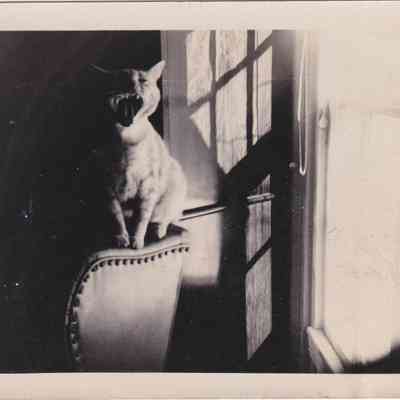 Photograph