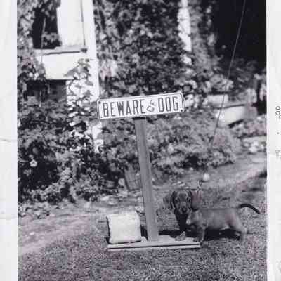Photograph of Dog
