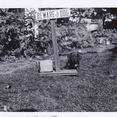Photo of Dog