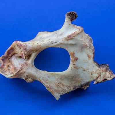 Caprine Bone