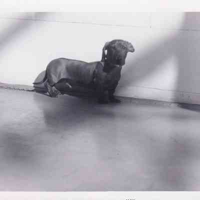 Photograph of Dog