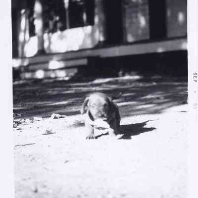 Photograph of Dog