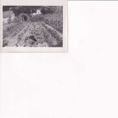 Photograph of Garden