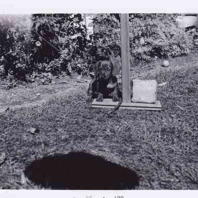 Photo of Dog