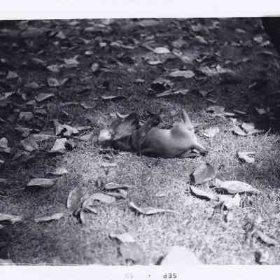 Photograph of Dog