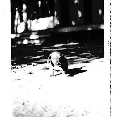 Photograph