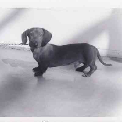 Photograph of Dog