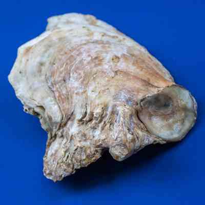 Oyster Shell