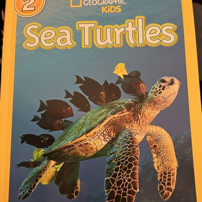 Sea Turtles