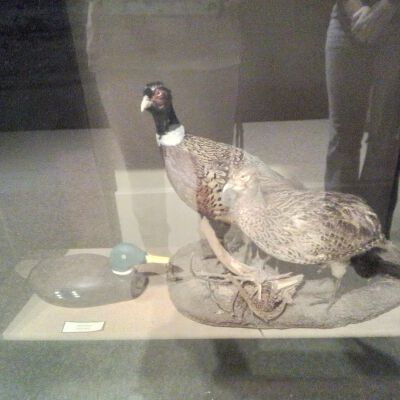 Duck Taxidermy