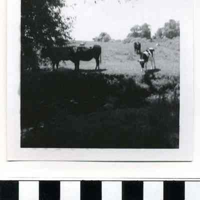 Cows