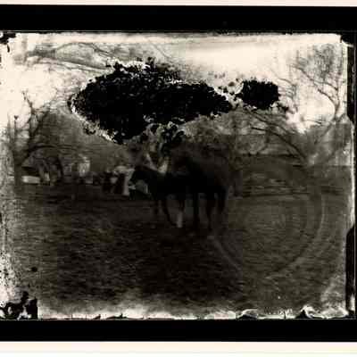Horses and Women Outside