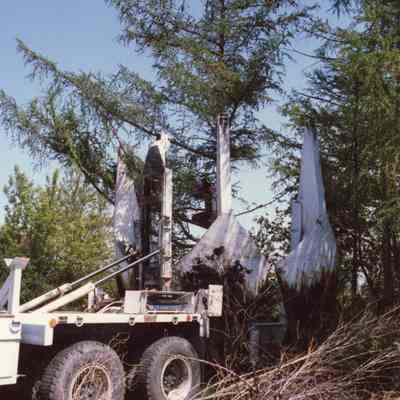 Transplanting Larch Tree
