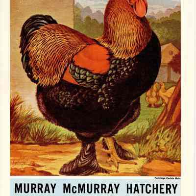 Murray McMurray Hatchery Magazine and Envelope
