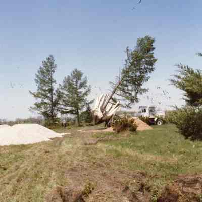 Transplanting Larch Tree