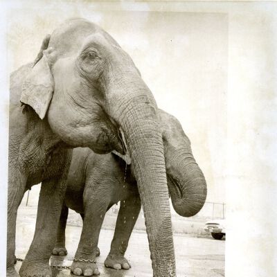 Circus at Broomfield - Two Elephants