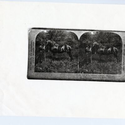 Print, Photographic