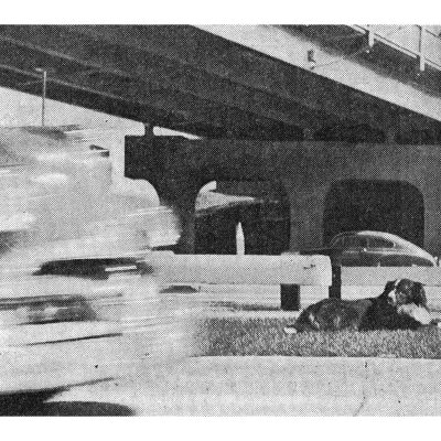 Shep Laying Down as a Car Passes in the Background