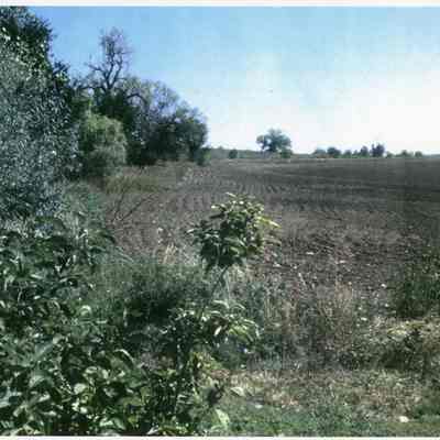 Photograph of a field