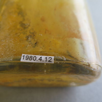 Number of bottle.: Origsize: 14" (h) x 2.5" (w) x; Origformat: Artifact