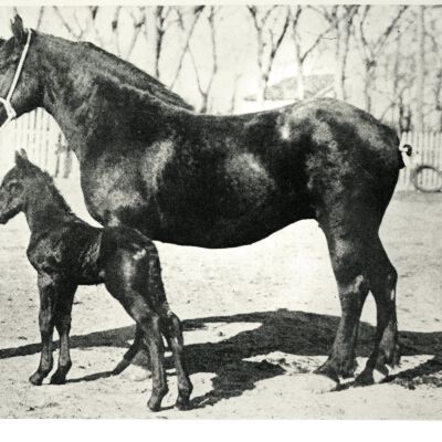 Percheron and foal