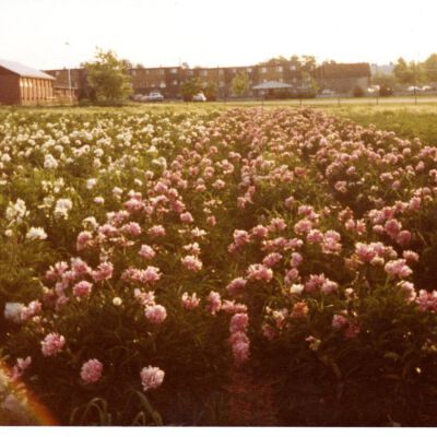 Peonies at the NW Croner of 120th and Main St