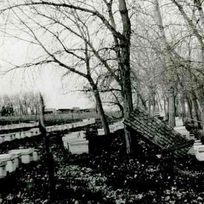 Crawford Honey bee boxes