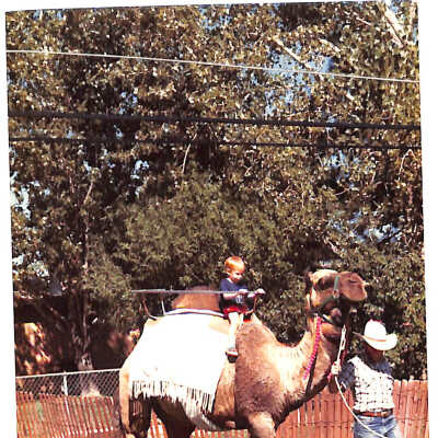 Camel at 1989 Broomfield Days
