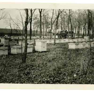 Crawford honey bee boxes