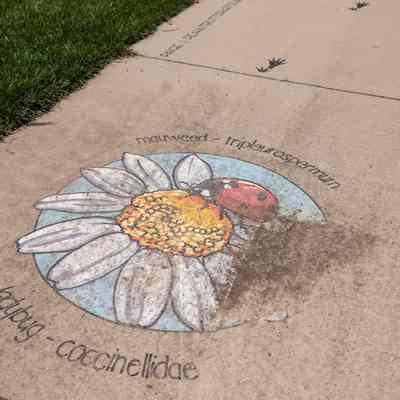 Pollinator Path and Bee Long Statements