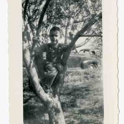 Boy in tree