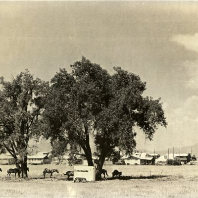 Horses, trees, and houses in Broomfield, circa 1970: Origsize: 8" x 10"; Origformat: Print-Photographic; Resolution: 500dpi
