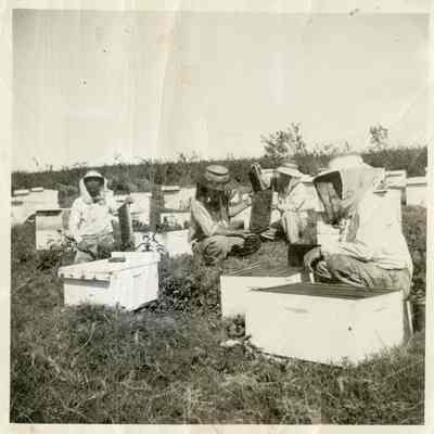 Bee apiary
