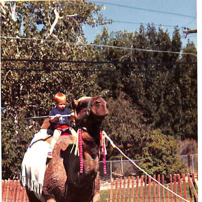 Camel at 1989 Broomfield Days