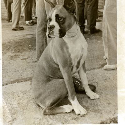 Boxer (dog) - Bicycle Auction at Broomfield - 1973