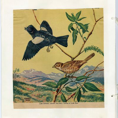 Back cover of Broomfield Garden Club scrapbook: Origsize: 12" x 14"; Resolution: 300dpi