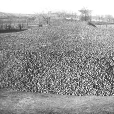 Beet Dump in Old Broomfield