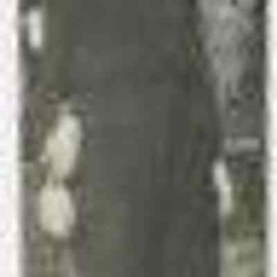 Relative of the Brunner family