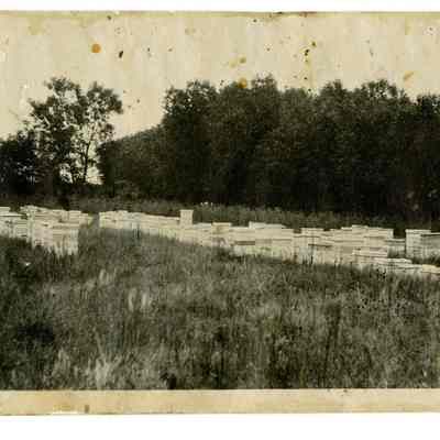 Crawford honey bee boxes