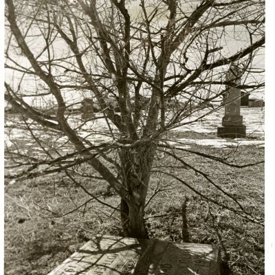 Gravestone under a tree - Lakeview Cemetery