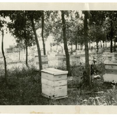 Crawford Honey Bee Boxes