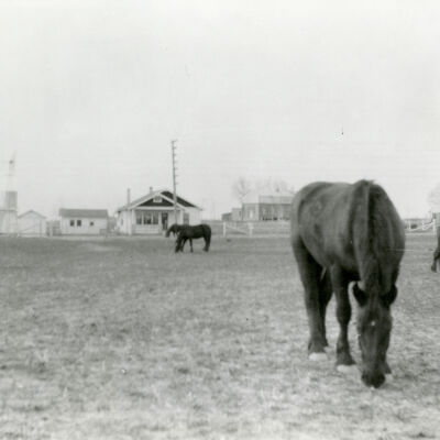 Percherons by Crawford building